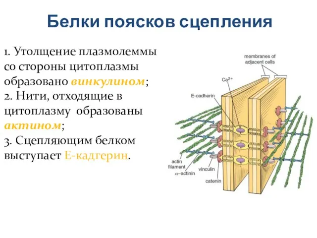 Белки поясков сцепления 1. Утолщение плазмолеммы со стороны цитоплазмы образовано винкулином; 2.