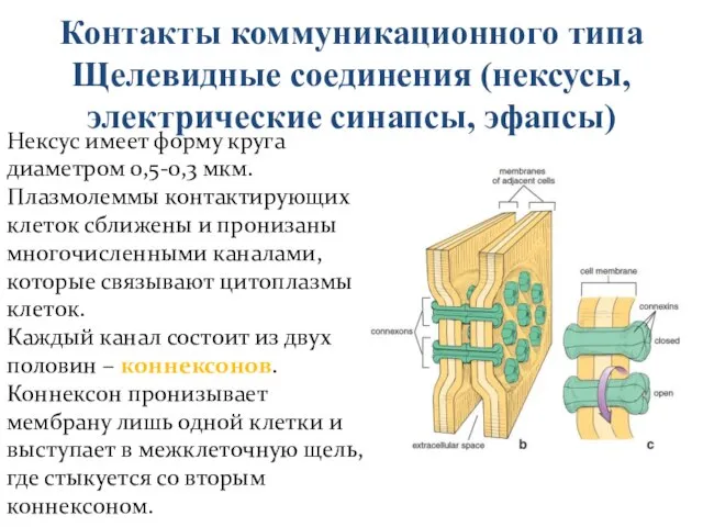 Контакты коммуникационного типа Щелевидные соединения (нексусы, электрические синапсы, эфапсы) Нексус имеет форму