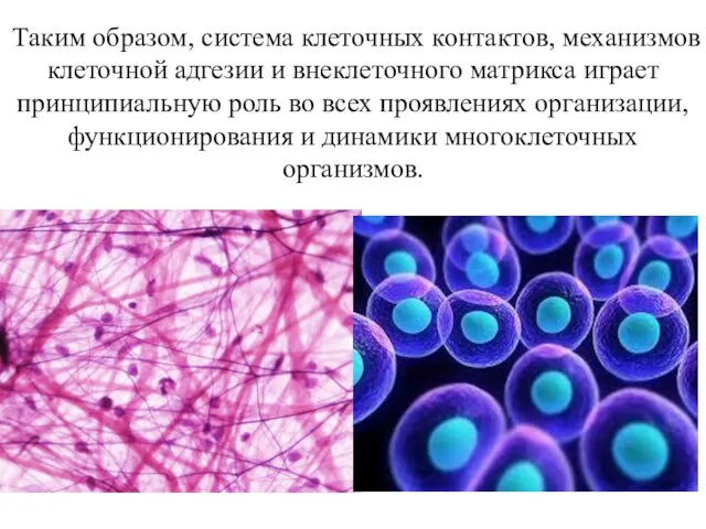 Таким образом, система клеточных контактов, механизмов клеточной адгезии и внеклеточного матрикса играет