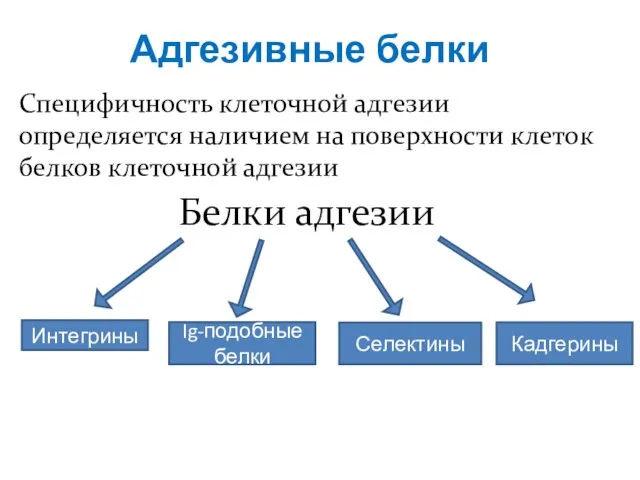 Адгезивные белки Специфичность клеточной адгезии определяется наличием на поверхности клеток белков клеточной