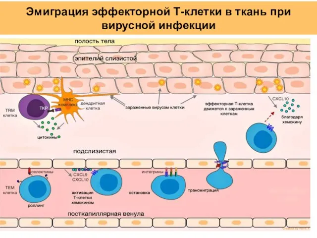 Эмиграция эффекторной Т-клетки в ткань при вирусной инфекции