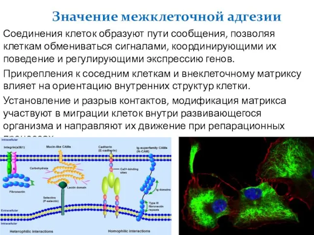 Соединения клеток образуют пути сообщения, позволяя клеткам обмениваться сигналами, координирующими их поведение