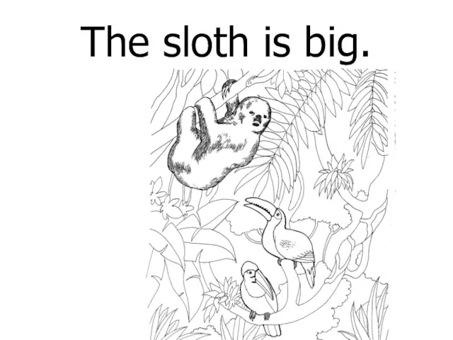 The sloth is big.
