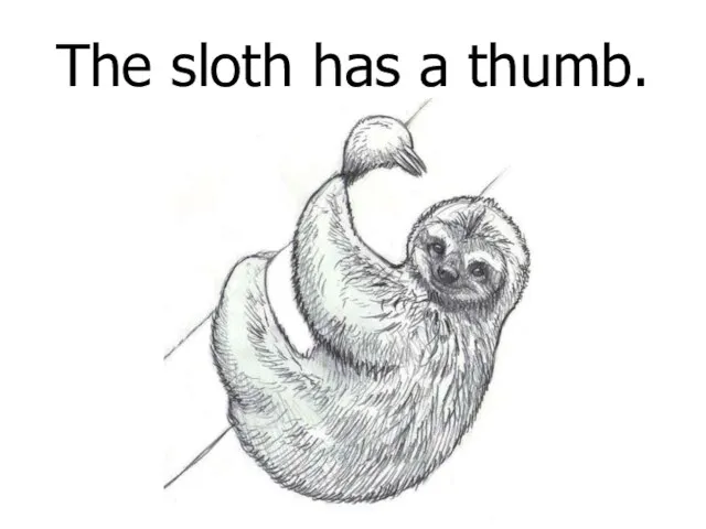 The sloth has a thumb.