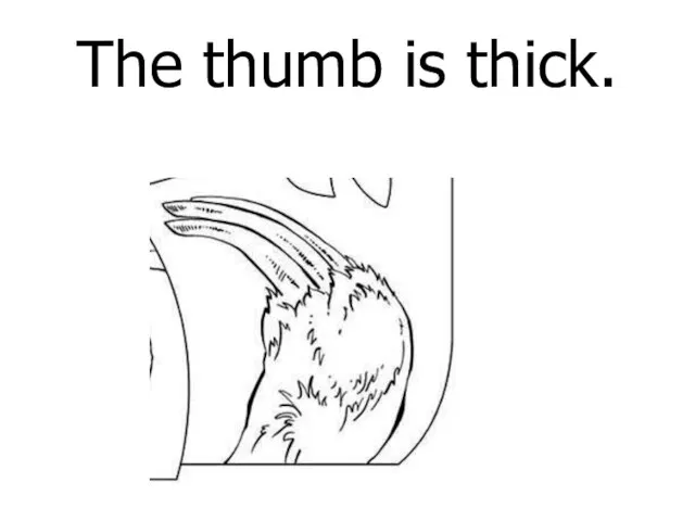 The thumb is thick.