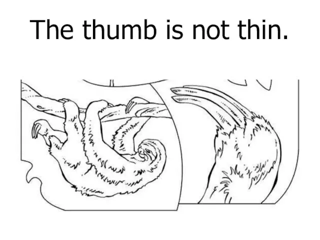 The thumb is not thin.