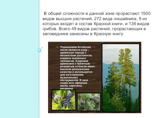 В общей сложности в данной зоне прорастают 1500 видов высших растений, 272
