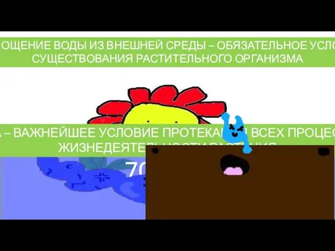 70-95% ВОДА – ВАЖНЕЙШЕЕ УСЛОВИЕ ПРОТЕКАНИЯ ВСЕХ ПРОЦЕССОВ ЖИЗНЕДЕЯТЕЛЬНОСТИ РАСТЕНИЯ ПОГЛОЩЕНИЕ ВОДЫ