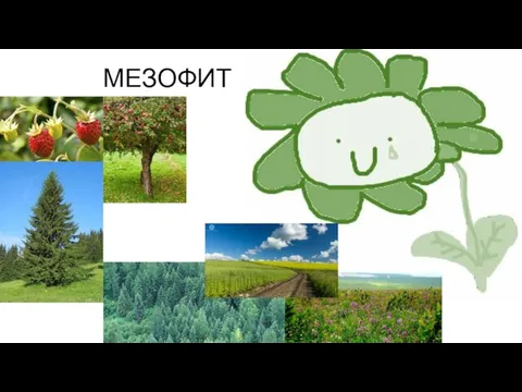 МЕЗОФИТЫ