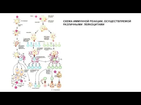 СХЕМА ИММУННОЙ РЕАКЦИИ, ОСУЩЕСТВЛЯЕМОЙ РАЗЛИЧНЫМИ ЛЕЙКОЦИТАМИ