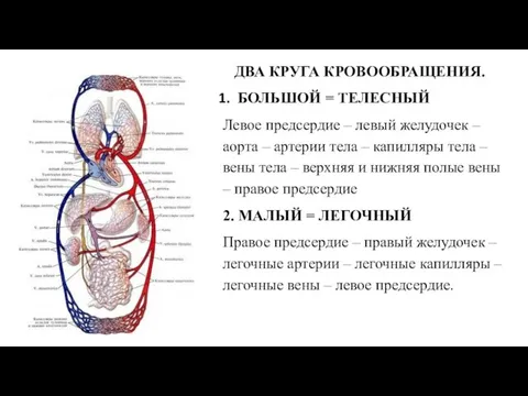 ДВА КРУГА КРОВООБРАЩЕНИЯ. БОЛЬШОЙ = ТЕЛЕСНЫЙ Левое предсердие – левый желудочек –