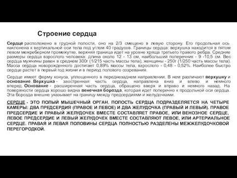 Строение сердца Сердце расположено в грудной полости, оно на 2/3 смещено в