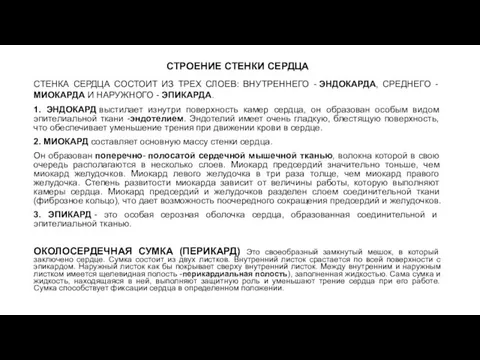 СТРОЕНИЕ СТЕНКИ СЕРДЦА СТЕНКА СЕРДЦА СОСТОИТ ИЗ ТРЕХ СЛОЕВ: ВНУТРЕННЕГО - ЭНДОКАРДА,