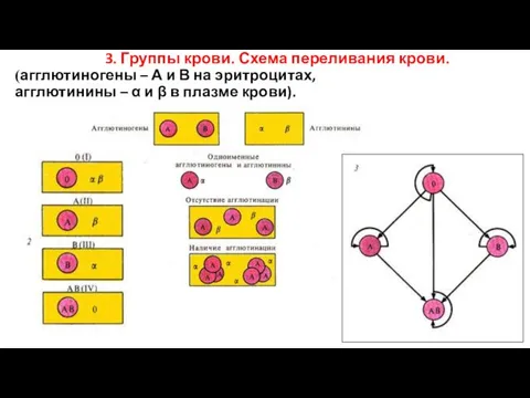 3. Группы крови. Схема переливания крови. (агглютиногены – А и В на