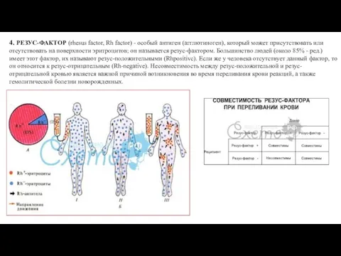 4. РЕЗУС-ФАКТОР (rhesus factor, Rh factor) - особый антиген (агглютиноген), который может