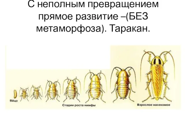 С неполным превращением прямое развитие –(БЕЗ метаморфоза). Таракан.