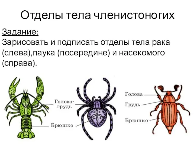 Отделы тела членистоногих Задание: Зарисовать и подписать отделы тела рака (слева),паука (посередине) и насекомого (справа).