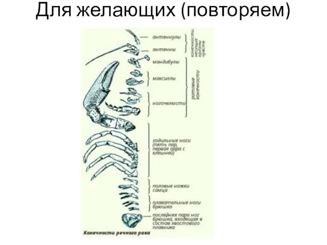 Для желающих (повторяем)