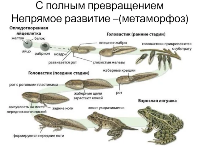 С полным превращением Непрямое развитие –(метаморфоз)