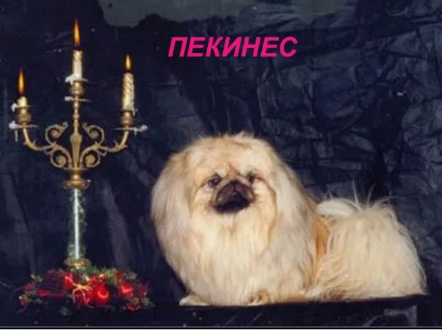 ПЕКИНЕС