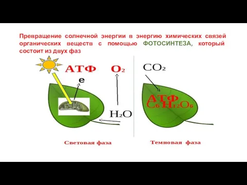 Превращение солнечной энергии в энергию химических связей органических веществ с помощью ФОТОСИНТЕЗА,