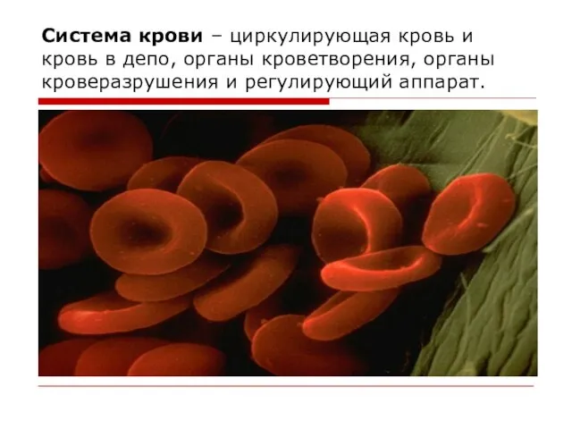 Система крови – циркулирующая кровь и кровь в депо, органы кроветворения, органы кроверазрушения и регулирующий аппарат.