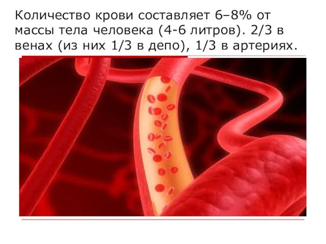 Количество крови составляет 6–8% от массы тела человека (4-6 литров). 2/3 в