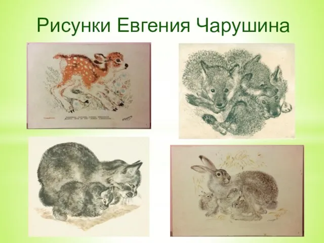 Рисунки Евгения Чарушина