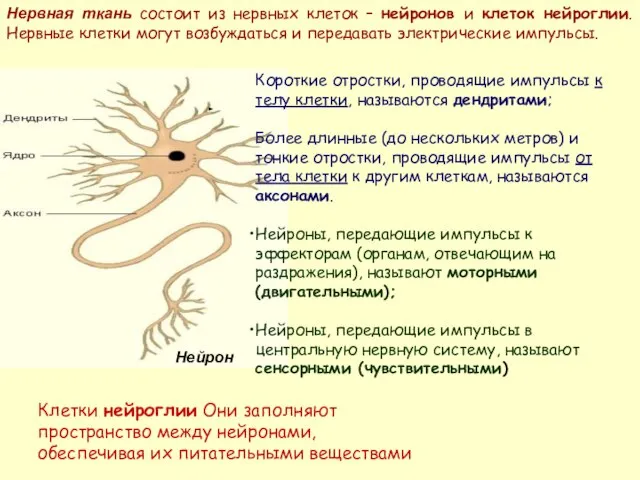 Нервная ткань состоит из нервных клеток – нейронов и клеток нейроглии. Нервные