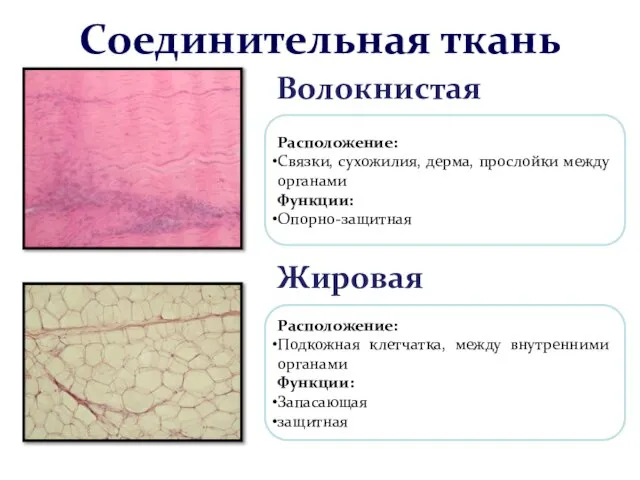 Соединительная ткань Волокнистая Жировая Расположение: Связки, сухожилия, дерма, прослойки между органами Функции: