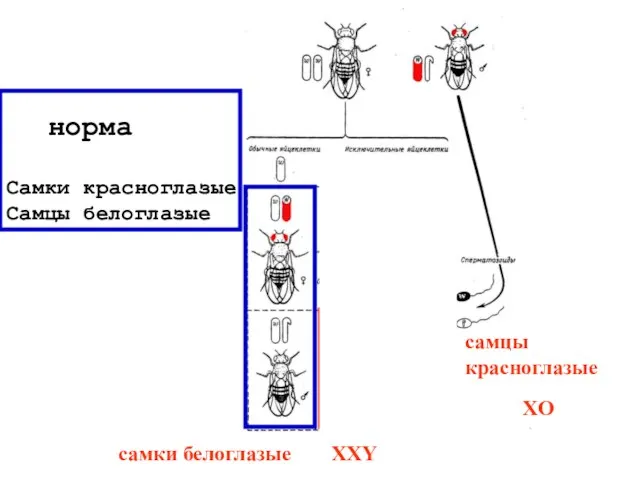 самки белоглазые самцы красноглазые норма Самки красноглазые Самцы белоглазые XO XXY