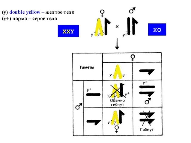 (y) double yellow – желтое тело (y+) норма – серое тело XO