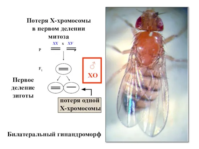 Потеря Х-хромосомы в первом делении митоза Билатеральный гинандроморф Первое деление зиготы потеря одной Х-хромосомы XO ♂