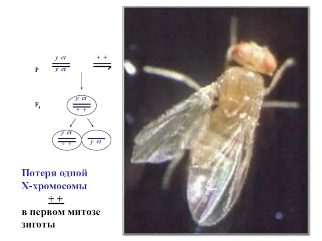 Потеря одной Х-хромосомы + + в первом митозе зиготы
