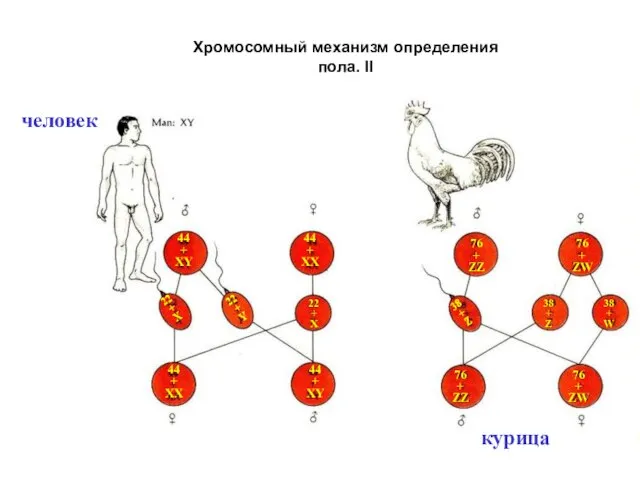 Хромосомный механизм определения пола. II курица человек