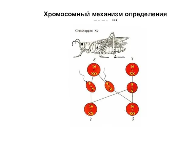 Хромосомный механизм определения пола. III