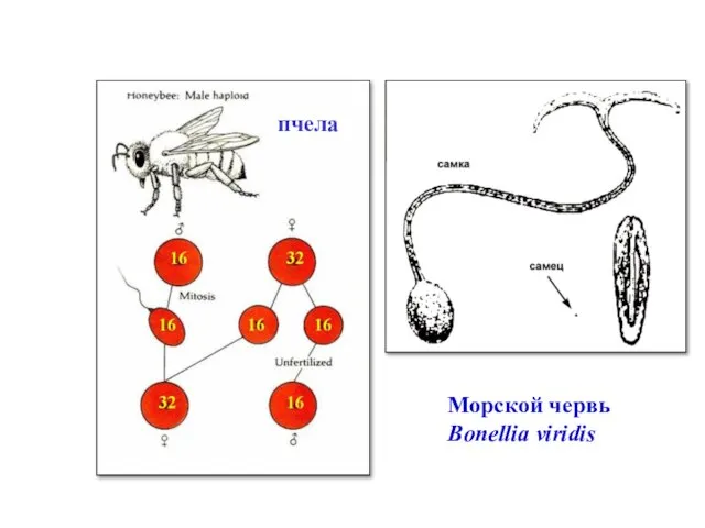 пчела Морской червь Bonellia viridis