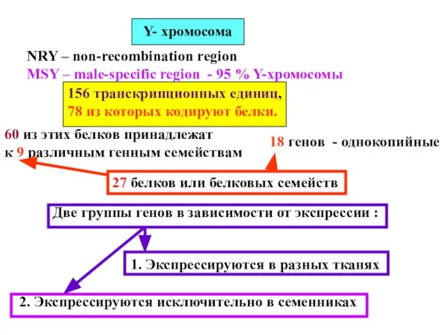 Y- хромосома NRY – non-recombination region MSY – male-specific region - 95