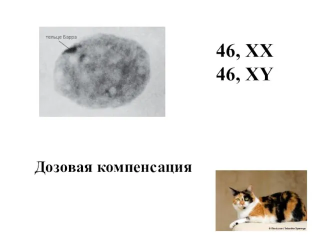 Дозовая компенсация 46, ХХ 46, ХY