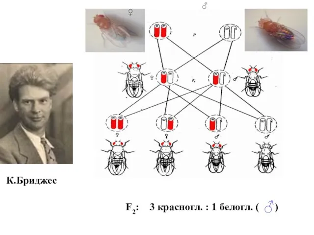 ♀ ♂ F2: 3 красногл. : 1 белогл. ( ) ♂ К.Бриджес