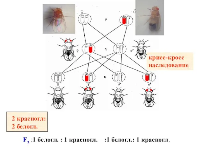 ♀ ♂ F2 :1 белогл. : 1 красногл. :1 белогл.: 1 красногл.