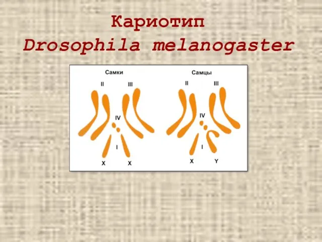 Кариотип Drosophila melanogaster