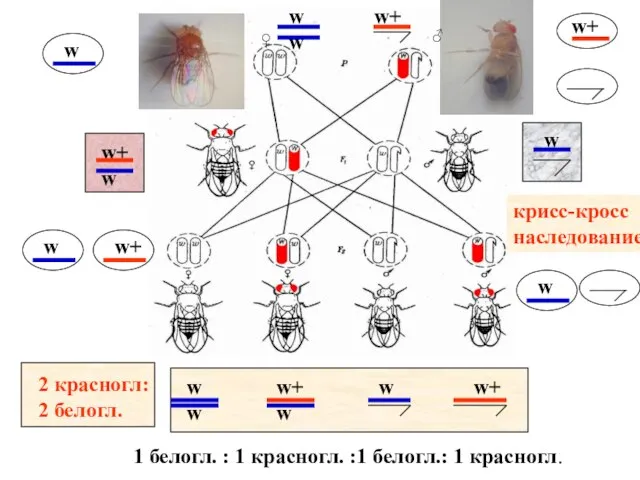 ♀ ♂ w w w+ w w+ w w+ w w 1