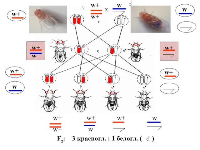 ♀ ♂ F2: 3 красногл. : 1 белогл. ( ) w+ w+