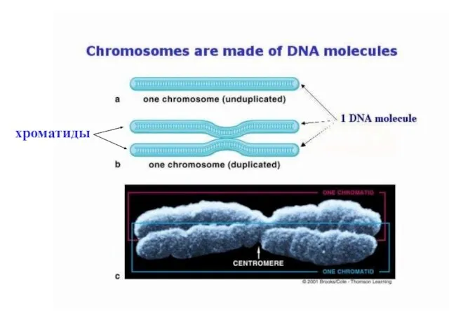 хроматиды
