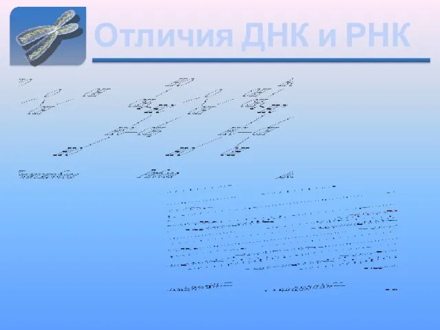 Отличия ДНК и РНК