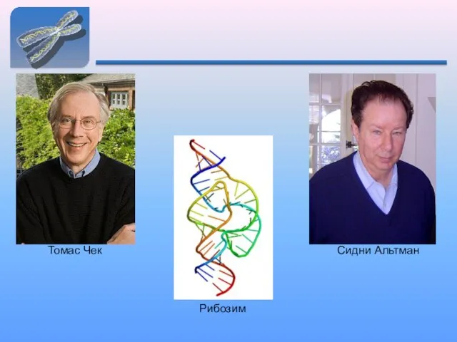 Томас Чек Сидни Альтман Рибозим
