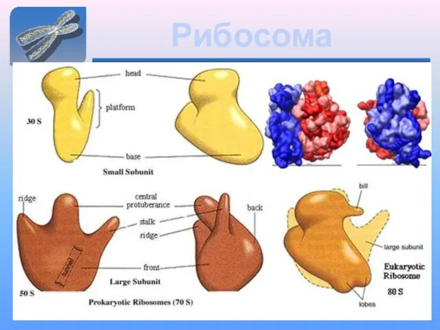 Рибосома