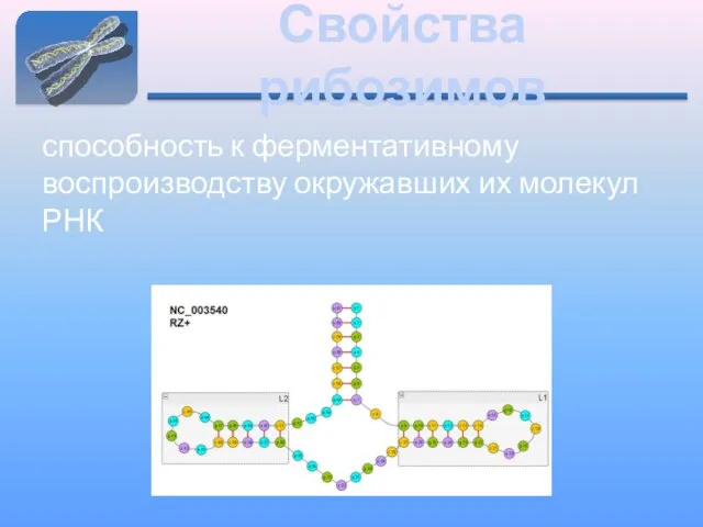 Свойства рибозимов способность к ферментативному воспроизводству окружавших их молекул РНК