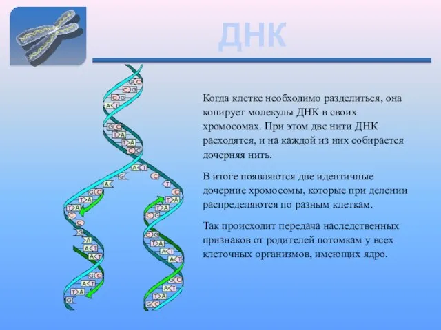 ДНК Когда клетке необходимо разделиться, она копирует молекулы ДНК в своих хромосомах.